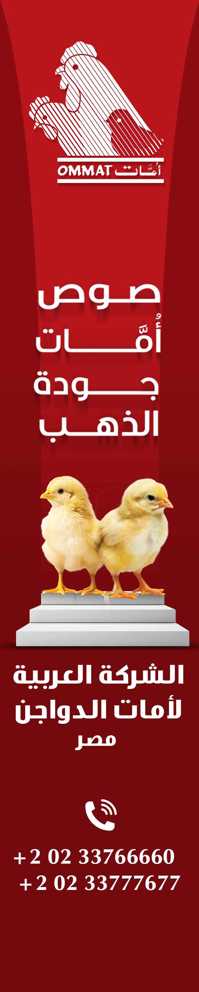 العربية لأمات الدواجن 
